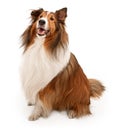 Shetland Sheepdog Isolated on White Royalty Free Stock Photo