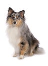 Shetland Sheepdog isolated on a white background Royalty Free Stock Photo