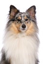 Shetland Sheepdog isolated on a white background Royalty Free Stock Photo