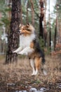 Shetland Sheepdog jumping