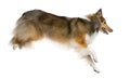 Shetland Sheepdog jumping