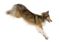 Shetland Sheepdog jumping