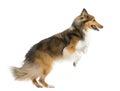 Shetland Sheepdog jumping