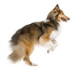 Shetland Sheepdog jumping