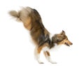 Shetland Sheepdog jumping