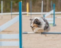 Shetland Sheepdog jumping over an agility hurdle