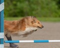 Shetland Sheepdog jumping over an agility hurdle on a dog agility course