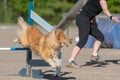 Shetland Sheepdog jumping over an agility hurdle