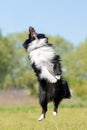 Shetland sheepdog jumping up. Dog tricks. Funny pet Royalty Free Stock Photo