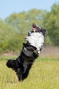 Shetland sheepdog jumping up. Dog tricks. Funny pet Royalty Free Stock Photo