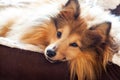 Shetland sheepdog lies in dog basket Royalty Free Stock Photo