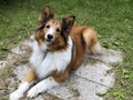 Shetland Sheepdog lying down in garden looking up adoringly Royalty Free Stock Photo