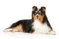 Shetland Sheepdog lying