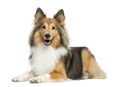 Shetland Sheepdog lying