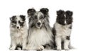 Shetland Sheepdog lying with her puppies Royalty Free Stock Photo