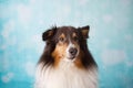 Shetland Sheepdog Studio Portrait  on a background Royalty Free Stock Photo