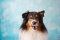 Shetland Sheepdog Studio Portrait  on a background Royalty Free Stock Photo