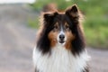 Shetland Sheepdog Outside in the Summer at Sunset Royalty Free Stock Photo