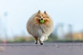 Shetland sheepdog plays with a little ball