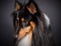 Shetland Sheepdog.