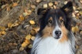 Shetland Sheepdog Portrait Fall Autumn Leaves Face Close Up