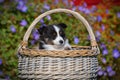 Shetland Sheepdog Puppies In A Basket, 6 Weeks Old