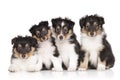 Shetland Sheepdog puppies