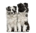 Shetland Sheepdog puppies sitting Royalty Free Stock Photo
