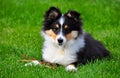 A shetland sheepdog puppy