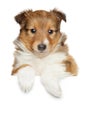 Shetland sheepdog puppy above banner