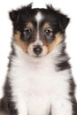 Shetland Sheepdog Puppy portrait