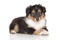 Shetland Sheepdog puppy portrait