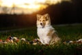 Shetland Sheepdog Puppy. Sheltie on sunset Royalty Free Stock Photo