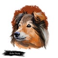 Shetland sheepdog purebred domesticated animal digital art. Canine watercolor portrait closeup, mammal with long fur