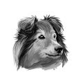 Shetland sheepdog purebred domesticated animal digital art. Canine watercolor portrait closeup, mammal with long fur, long-haired