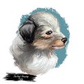 Shetland sheepdog purebred domesticated animal digital art. Canine watercolor portrait closeup, mammal with long fur