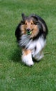 Shetland Sheepdog Retrieving Royalty Free Stock Photo