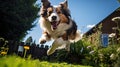 Shetland sheepdog running and jumping in the garden