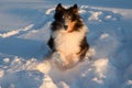 Shetland sheepdog running in the snow