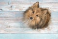 Shetland sheepdog seen from above looking up on a blue scaffolding wooden floor
