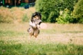 Shetland Sheepdog, Sheltie, Collie. Play Jumping With Plate Outdoor Royalty Free Stock Photo