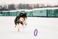 Shetland Sheepdog, Sheltie, Collie Playing With Ring And Fast Runnning Royalty Free Stock Photo