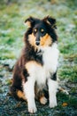 The Shetland Sheepdog, Sheltie, Collie Puppy Outdoor Royalty Free Stock Photo