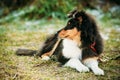 The Shetland Sheepdog, Sheltie, Collie Puppy Outdoor Royalty Free Stock Photo