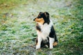 The Shetland Sheepdog, Sheltie, Collie Puppy Outdoor Royalty Free Stock Photo