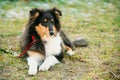 The Shetland Sheepdog, Sheltie, Collie Puppy Royalty Free Stock Photo