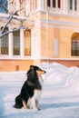 Shetland Sheepdog, Sheltie, Collie Sitting On Ground In Snowy Street. Winter Season Royalty Free Stock Photo