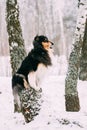 Shetland Sheepdog, Sheltie, Collie Sitting On Tree In Snowy Winter Royalty Free Stock Photo