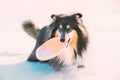 Shetland Sheepdog, Sheltie, Curious Collie Dog Playing Frisbee Freestyle. Playful Pet Outdoors Winter Season. Pet Royalty Free Stock Photo