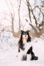 Shetland Sheepdog, Sheltie, Curious Collie Dog Sit At Snow Winter Forest. Pet Friendship Concept. Playful Pet Outdoors